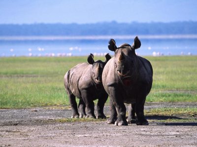 Black rhino Lake Nakuru