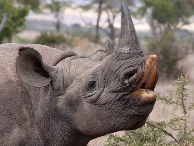 Black rhino eating