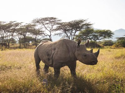 Black rhino in the sunset, Kenya