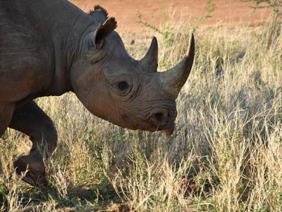 Black rhino walking, Kenya