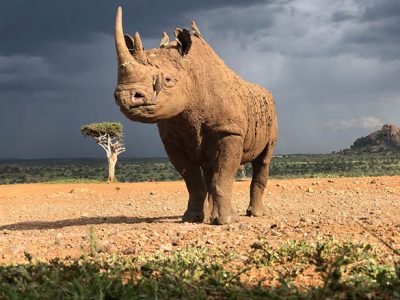 Black rhino dark sky