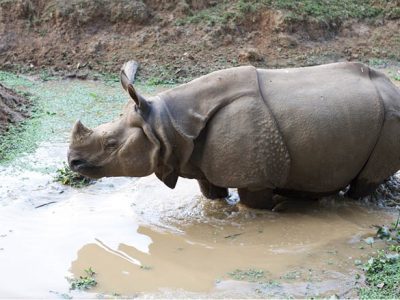 Greater one-horned rhino in water