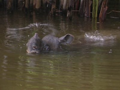 Javan rhino swimming