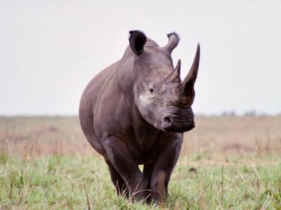 Northern white rhino