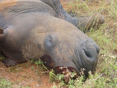 Poached rhino, South Africa