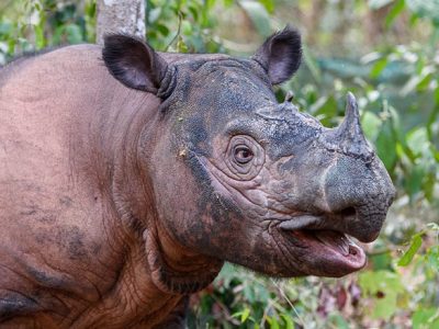 Sumatran rhino, Indonesia