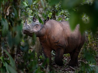 Sumatran rhino in the forest
