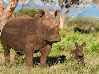 White rhino cow and calf