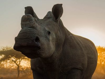 Dehorned white rhino