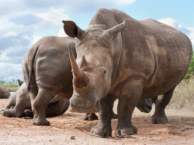 Crash of white rhinos